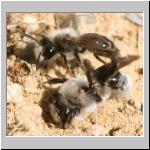 Andrena vaga - Weiden-Sandbiene 07.jpg